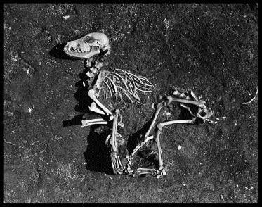 Figure 2: Dog Burial at Skateholm (Morey 2006).